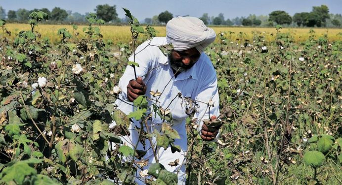 Sourcing Organic Cotton Direct From Farmers - Levi Strauss & Co : Levi  Strauss & Co