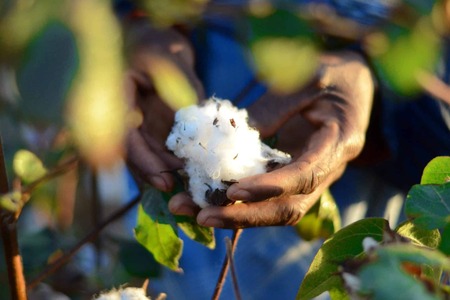 FibreTrace partners to enhance cotton traceability and integrity