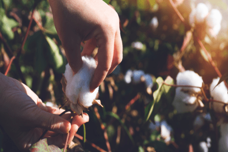 Applied DNA to boost cotton traceability in Pakistan