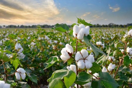 GOTS, Marple achieve accuracy in detecting organic cotton