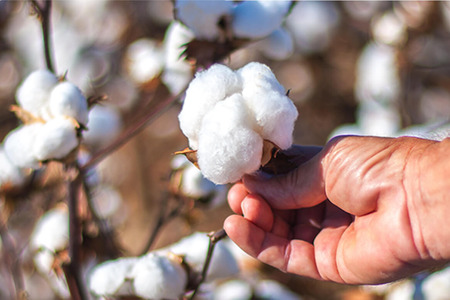 Better Cotton to standardise measurements for cotton production