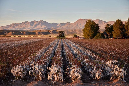 CottonConnect and CEA to promote regenerative cotton farming in Egypt