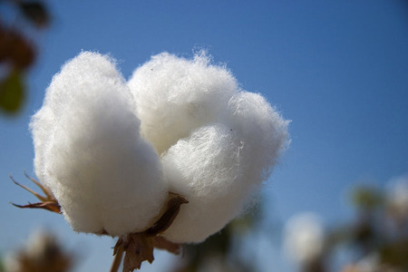 RISE for Impact advances work standards in the cotton supply chain