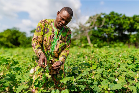 Benin’s organic cotton initiative moves into second phase