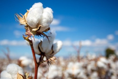 Ventile collaborates for biodynamic cotton farming in Egypt